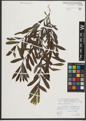 Foto von Salix purpurea L.